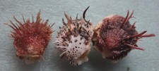 spondylus albibarbatus set 32 33mm F+++ caught in Siargao islandEP JAN 219 2023 picture
