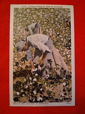 RPPC of Black Men Working  Cotton Fields  1940s? Tenn State Conservation Photo picture