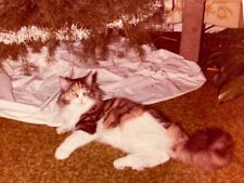 JC Photograph 1982 Cute Adorable Cat Kitty Laying Under The Christmas Tree picture