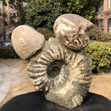 14LB Natural ammonite fossil conch Crystal mineral specimen healing decor picture