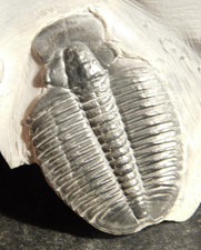 509 Million YEAR Old Elrathia Trilobite Fossil From Cambrian Utah 246gr *C picture