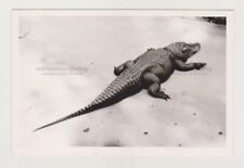 Crocodile in Full-Length Profile: Facing the Other Way Unusual Abstract Snapshot picture