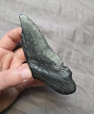 Huge Rare Partial Patho Megalodon Shark Tooth Fossil Miocene South Carolina USA picture