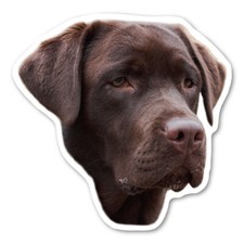 (Chocolate) Labrador Retriever Magnet picture