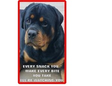 Funny Rottweiler Dog Watching You  Refrigerator / Tool  Box  Magnet picture