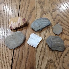 Metamorphic Rock Possible Petrafied Wood Lot picture