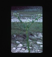 1975  Euphorbia Marginata Snow on the Mountain 35mm Slide Transparency picture