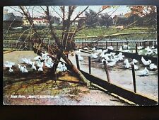 Vintage Postcard 1907 Duck Farm Allentown Pennsylvania (Rotograph Card) picture