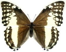 Insect Butterfly Moth Morphidae Morpho adonis-A1 FEMALE-Peru picture