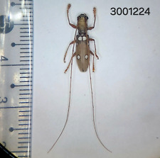 Cerambycidae Olenecamptus sp. #1224 A1 NORTH THAILAND picture