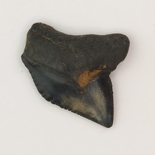 S. kaupi 0.65