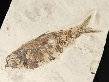 SCALES On This 50 Million Year Old Knightia FISH Fossil w/Stand Wyoming 1100gr picture