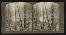 Photo:Oregon Northwest 1906 Giant Fir Forest Stereoview picture