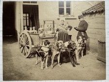 Rare c.1890 Albumen Print Working Dogs Milk Cart Antwerp Belgium G. Zazzarini picture