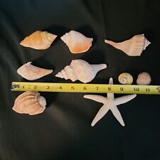 LOT OF 8 Sea shells Beach Nautical coastal Decor Nice Variety picture