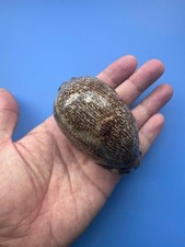 83mm | Mauritia arabica asiatica | TRUE GIANT size | F+++ | RARE | Nice Shell picture