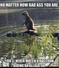 Funny Raccoon  refrigerator magnet 3 1/2 x 4 1/2 