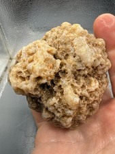 Fossilized Indiana Geode Bryozoan Colony Chalcedony Agate 272 Grams picture
