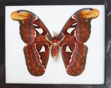 Real Giant Atlas Moth FeMale Taxidermy Insect Entomology  Wall Decor picture