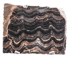 100mm Stromatolite Slice Polished Black Brown Waved Algae Fossil Mineral - Peru picture