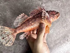 Scorpaenopsis venosa Raggy scorpionfish Taxidermy Real Fish Skin Mount picture