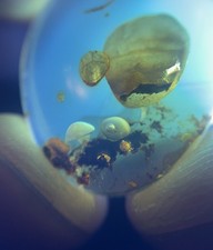 MOVING ENHYDRO Bubble Crystal Clear Burmese Amber Burmite picture