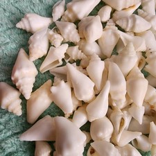 Small Baby Juvenile Conch  Shell Seashells picture