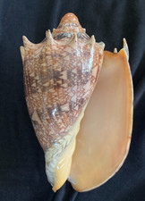VOLUTIDAE Cymbiola imperialis 137.9mm Zamboanga, Philippines 2016 picture