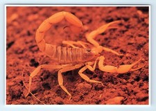 Giant Hairy Scorpion Postcard picture