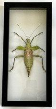 Framed Malayan Jungle Nymph Stick Insect (Heteropteryx dilatata), Malaysia picture