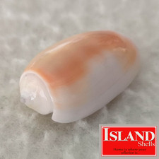 Oliva carneola f. noumeensis #4  24.5mm GEM EXQUISITE BEAUTY from New Caledonia picture