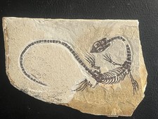 AMPHIBIAN-NOTHOSAURIA-Jurassic diving dragon -dragon dinosaur fossil-2 picture