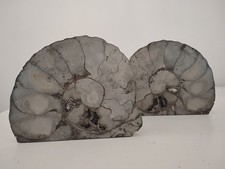 Ammonite Fossil Authentic Matched Pair Set Polished Natural Eco Decor Bookends picture