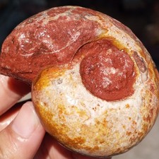 139gr Amazing Whole Ammonite Fossil Rough Certified Mollusca Timor picture
