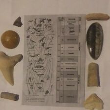 8 fossil lot Ammonite. Polished sea star stingray shark tooth. Horn coral. More. picture