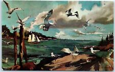Postcard - Gulls, Along the Maine Coast, USA picture