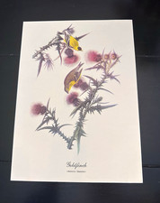 Vintage Audubon Goldfinch Bird Art Print picture