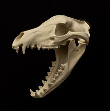 Thylacine Skull Replica Life Size Tasmanian Tiger Extinct Animal Display picture