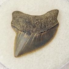 S. kaupi 0.76