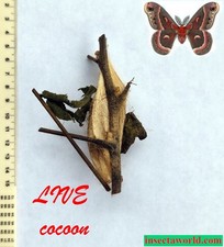 Cecropia moth (Saturniidae, Hyalophora cecropia) - LIVE COCOON in DIAPAUSE picture
