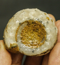 70Gr  AMAZING WHOLE AMMONITE FOSSIL FULL CALCITE Mollusca Timor picture