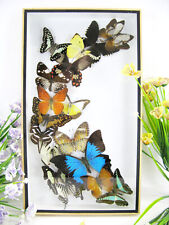 Real preserved beautiful butterflies in 3D showcase XL - unique piece  - art 22 picture