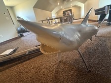 6-Foot Real Taxidermy Shark – Genuine Mounted Shark – Rare Statement Piece picture