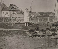 RPPC Real Photo Postcard US Farm 1916 Girl Ducks Buggy Wagon Unposted VTG picture