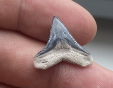PERFECTLY PRESERVED BONE VALLEY BULL SHARK TOOTH CENTRAL FLORIDA FOSSIL .81” picture
