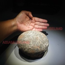 Dinosaur Egg Nest Dendrolithus Hadrosaur Duckbill Fossil Jurassic Park World GU3 picture