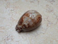 F Cypraea rosea mappa singularis 67mm F++++F+++ rare red sea shell glossy picture
