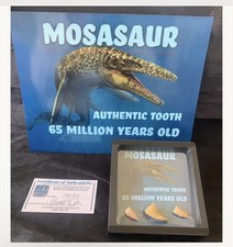 Authentic Mosasaur Teeth Dinosaur Fossil 65 Milliom Years Old picture