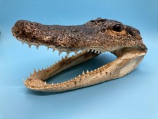 Jumbo 7-8” American Alligator Head Genuine Louisiana Gator picture
