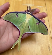Luna Moth Stickers 10 Homemade Photograph New Peel Stickers Insect Bug Life-size picture